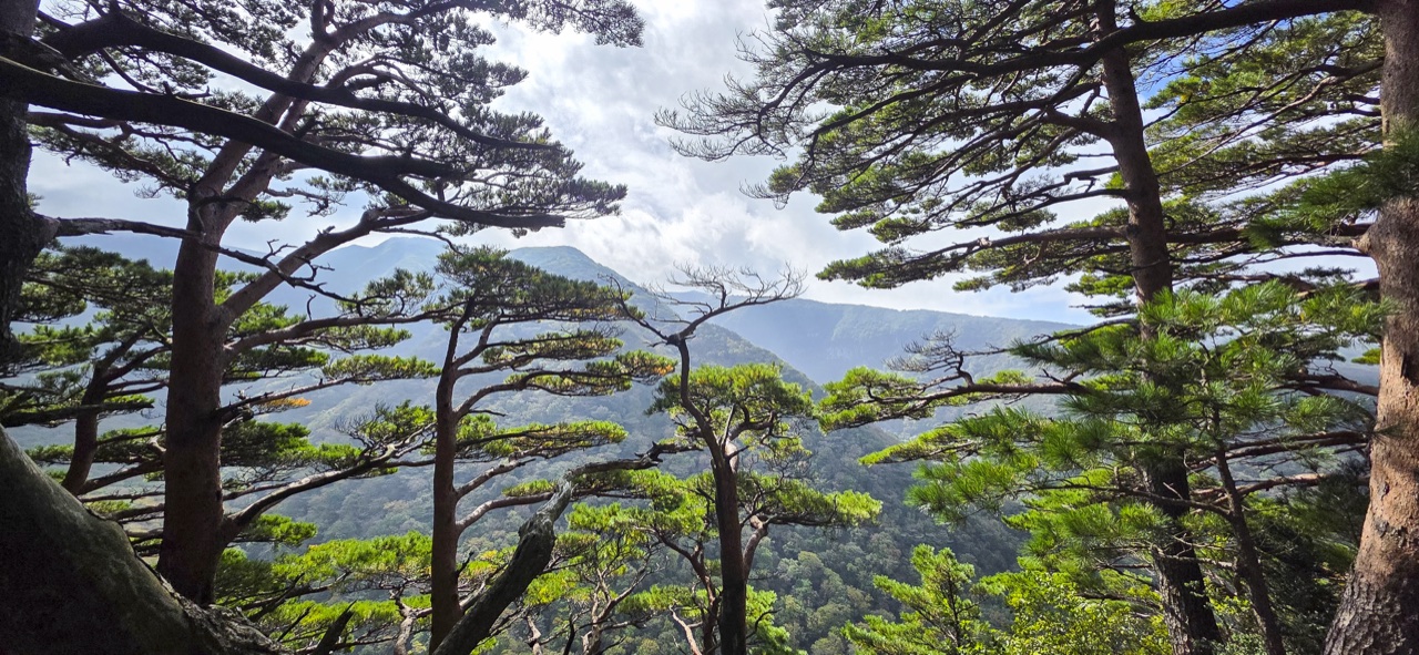 청산이도의 소낭밭 사이로 품은 한라산과 민대가리오름